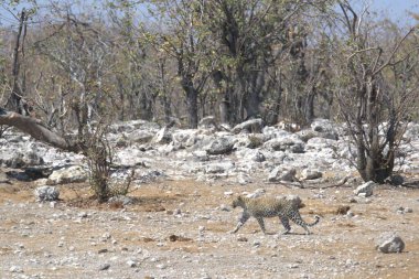 Vahşi Majestic Predator 'daki Leopar Afrika Hayvanı. Bu ikonik büyük kedinin güzelliğini, zarafetini ve ham gücünü yakalayan çarpıcı leopar fotoğraflarının bir derlemesi. Vahşi yaşam meraklıları ve hayvan severler için mükemmel..