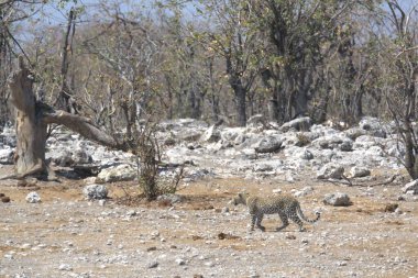 Vahşi Majestic Predator 'daki Leopar Afrika Hayvanı. Bu ikonik büyük kedinin güzelliğini, zarafetini ve ham gücünü yakalayan çarpıcı leopar fotoğraflarının bir derlemesi. Vahşi yaşam meraklıları ve hayvan severler için mükemmel..