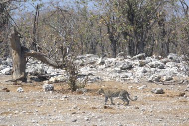 Vahşi Majestic Predator 'daki Leopar Afrika Hayvanı. Bu ikonik büyük kedinin güzelliğini, zarafetini ve ham gücünü yakalayan çarpıcı leopar fotoğraflarının bir derlemesi. Vahşi yaşam meraklıları ve hayvan severler için mükemmel..