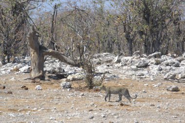 Vahşi Majestic Predator 'daki Leopar Afrika Hayvanı. Bu ikonik büyük kedinin güzelliğini, zarafetini ve ham gücünü yakalayan çarpıcı leopar fotoğraflarının bir derlemesi. Vahşi yaşam meraklıları ve hayvan severler için mükemmel..