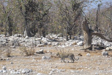 Vahşi Majestic Predator 'daki Leopar Afrika Hayvanı. Bu ikonik büyük kedinin güzelliğini, zarafetini ve ham gücünü yakalayan çarpıcı leopar fotoğraflarının bir derlemesi. Vahşi yaşam meraklıları ve hayvan severler için mükemmel..