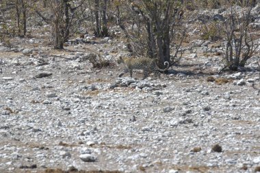 Vahşi Majestic Predator 'daki Leopar Afrika Hayvanı. Bu ikonik büyük kedinin güzelliğini, zarafetini ve ham gücünü yakalayan çarpıcı leopar fotoğraflarının bir derlemesi. Vahşi yaşam meraklıları ve hayvan severler için mükemmel..