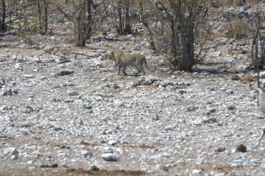 Vahşi Majestic Predator 'daki Leopar Afrika Hayvanı. Bu ikonik büyük kedinin güzelliğini, zarafetini ve ham gücünü yakalayan çarpıcı leopar fotoğraflarının bir derlemesi. Vahşi yaşam meraklıları ve hayvan severler için mükemmel..