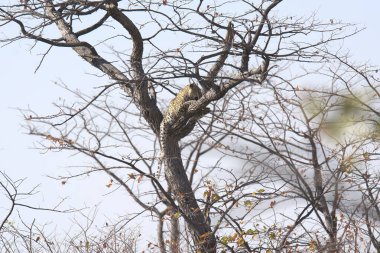 Vahşi Majestic Predator 'daki Leopar Afrika Hayvanı. Bu ikonik büyük kedinin güzelliğini, zarafetini ve ham gücünü yakalayan çarpıcı leopar fotoğraflarının bir derlemesi. Vahşi yaşam meraklıları ve hayvan severler için mükemmel..