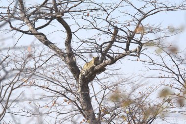 Vahşi Majestic Predator 'daki Leopar Afrika Hayvanı. Bu ikonik büyük kedinin güzelliğini, zarafetini ve ham gücünü yakalayan çarpıcı leopar fotoğraflarının bir derlemesi. Vahşi yaşam meraklıları ve hayvan severler için mükemmel..