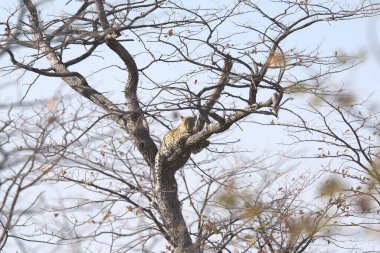 Vahşi Majestic Predator 'daki Leopar Afrika Hayvanı. Bu ikonik büyük kedinin güzelliğini, zarafetini ve ham gücünü yakalayan çarpıcı leopar fotoğraflarının bir derlemesi. Vahşi yaşam meraklıları ve hayvan severler için mükemmel..
