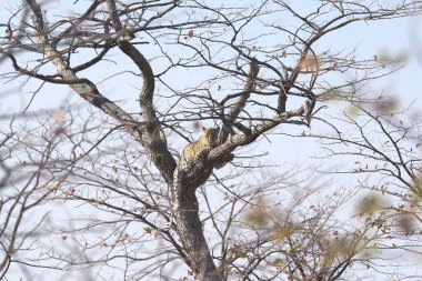 Vahşi Majestic Predator 'daki Leopar Afrika Hayvanı. Bu ikonik büyük kedinin güzelliğini, zarafetini ve ham gücünü yakalayan çarpıcı leopar fotoğraflarının bir derlemesi. Vahşi yaşam meraklıları ve hayvan severler için mükemmel..
