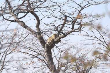 Vahşi Majestic Predator 'daki Leopar Afrika Hayvanı. Bu ikonik büyük kedinin güzelliğini, zarafetini ve ham gücünü yakalayan çarpıcı leopar fotoğraflarının bir derlemesi. Vahşi yaşam meraklıları ve hayvan severler için mükemmel..