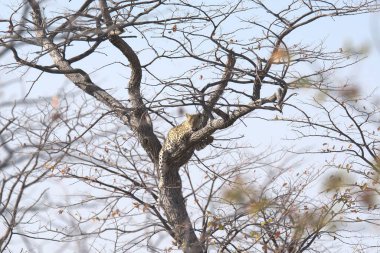 Vahşi Majestic Predator 'daki Leopar Afrika Hayvanı. Bu ikonik büyük kedinin güzelliğini, zarafetini ve ham gücünü yakalayan çarpıcı leopar fotoğraflarının bir derlemesi. Vahşi yaşam meraklıları ve hayvan severler için mükemmel..