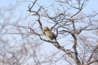Vahşi Majestic Predator 'daki Leopar Afrika Hayvanı. Bu ikonik büyük kedinin güzelliğini, zarafetini ve ham gücünü yakalayan çarpıcı leopar fotoğraflarının bir derlemesi. Vahşi yaşam meraklıları ve hayvan severler için mükemmel..