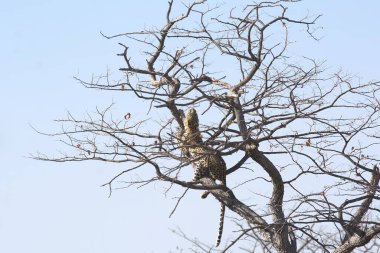 Vahşi Majestic Predator 'daki Leopar Afrika Hayvanı. Bu ikonik büyük kedinin güzelliğini, zarafetini ve ham gücünü yakalayan çarpıcı leopar fotoğraflarının bir derlemesi. Vahşi yaşam meraklıları ve hayvan severler için mükemmel..
