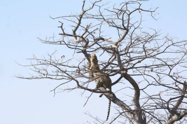 Vahşi Majestic Predator 'daki Leopar Afrika Hayvanı. Bu ikonik büyük kedinin güzelliğini, zarafetini ve ham gücünü yakalayan çarpıcı leopar fotoğraflarının bir derlemesi. Vahşi yaşam meraklıları ve hayvan severler için mükemmel..
