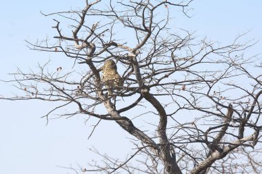 Vahşi Majestic Predator 'daki Leopar Afrika Hayvanı. Bu ikonik büyük kedinin güzelliğini, zarafetini ve ham gücünü yakalayan çarpıcı leopar fotoğraflarının bir derlemesi. Vahşi yaşam meraklıları ve hayvan severler için mükemmel..