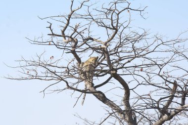 Vahşi Majestic Predator 'daki Leopar Afrika Hayvanı. Bu ikonik büyük kedinin güzelliğini, zarafetini ve ham gücünü yakalayan çarpıcı leopar fotoğraflarının bir derlemesi. Vahşi yaşam meraklıları ve hayvan severler için mükemmel..