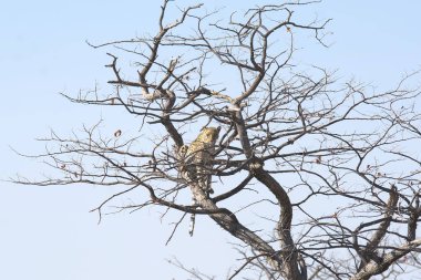 Vahşi Majestic Predator 'daki Leopar Afrika Hayvanı. Bu ikonik büyük kedinin güzelliğini, zarafetini ve ham gücünü yakalayan çarpıcı leopar fotoğraflarının bir derlemesi. Vahşi yaşam meraklıları ve hayvan severler için mükemmel..