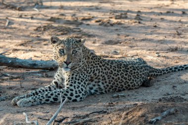 Vahşi Majestic Predator 'daki Leopar Afrika Hayvanı. Bu ikonik büyük kedinin güzelliğini, zarafetini ve ham gücünü yakalayan çarpıcı leopar fotoğraflarının bir derlemesi. Vahşi yaşam meraklıları ve hayvan severler için mükemmel..