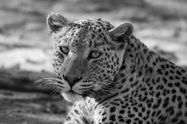 Vahşi Majestic Predator 'daki Leopar Afrika Hayvanı. Bu ikonik büyük kedinin güzelliğini, zarafetini ve ham gücünü yakalayan çarpıcı leopar fotoğraflarının bir derlemesi. Vahşi yaşam meraklıları ve hayvan severler için mükemmel..