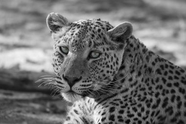 Vahşi Majestic Predator 'daki Leopar Afrika Hayvanı. Bu ikonik büyük kedinin güzelliğini, zarafetini ve ham gücünü yakalayan çarpıcı leopar fotoğraflarının bir derlemesi. Vahşi yaşam meraklıları ve hayvan severler için mükemmel..