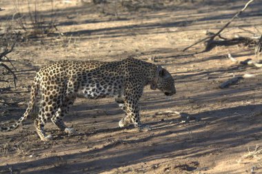 Vahşi savanadaki leopar - Afrika Hayvanı