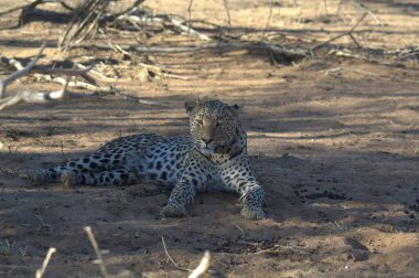 Vahşi savanadaki leopar - Afrika Hayvanı