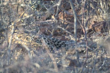 Vahşi savanadaki leopar - Afrika Hayvanı