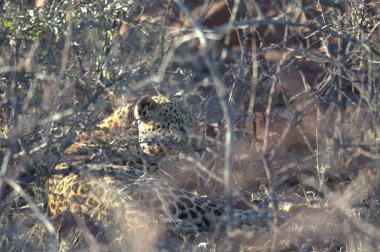 Vahşi savanadaki leopar - Afrika Hayvanı