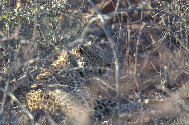 Vahşi savanadaki leopar - Afrika Hayvanı