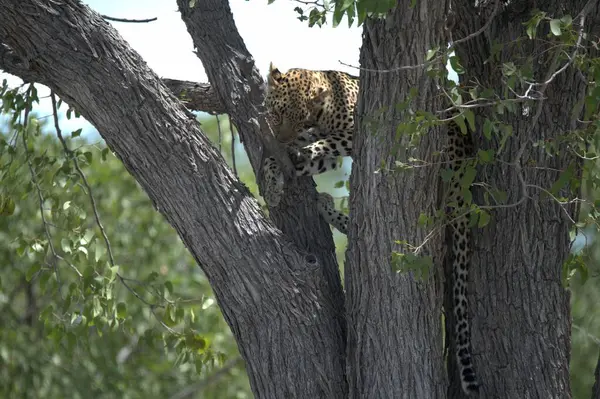 Vahşi Savanadaki Leopar, Afrika Hayvanı bu ikonik büyük kedinin güzelliğini, zarafetini ve ham gücünü yansıtan çarpıcı leopar fotoğraflarından oluşan bir derleme. Vahşi yaşam meraklıları, hayvan severler ve doğanın zarafeti karşısında büyülenen herkes için mükemmel.