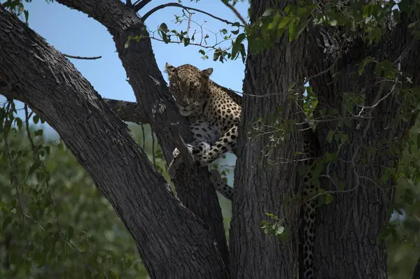 Vahşi Savanadaki Leopar, Afrika Hayvanı bu ikonik büyük kedinin güzelliğini, zarafetini ve ham gücünü yansıtan çarpıcı leopar fotoğraflarından oluşan bir derleme. Vahşi yaşam meraklıları, hayvan severler ve doğanın zarafeti karşısında büyülenen herkes için mükemmel.
