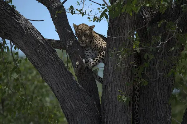 Vahşi Savanadaki Leopar, Afrika Hayvanı bu ikonik büyük kedinin güzelliğini, zarafetini ve ham gücünü yansıtan çarpıcı leopar fotoğraflarından oluşan bir derleme. Vahşi yaşam meraklıları, hayvan severler ve doğanın zarafeti karşısında büyülenen herkes için mükemmel.