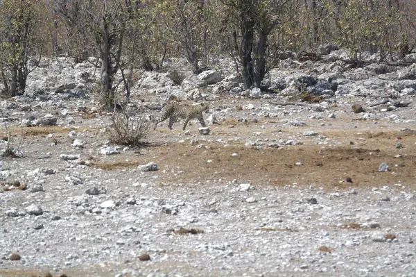 Vahşi Majestic Predator 'daki Leopar, Afrika Hayvanı. Bu ikonik büyük kedinin güzelliğini, zarafetini ve ham gücünü yakalayan çarpıcı leopar fotoğraflarının bir derlemesi. Vahşi yaşam meraklıları ve hayvan severler için mükemmel..