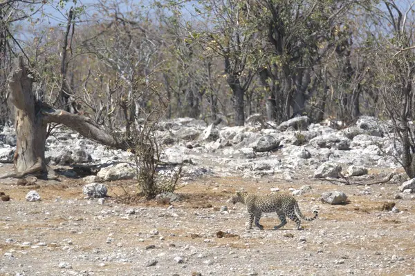 Vahşi Majestic Predator 'daki Leopar Afrika Hayvanı. Bu ikonik büyük kedinin güzelliğini, zarafetini ve ham gücünü yakalayan çarpıcı leopar fotoğraflarının bir derlemesi. Vahşi yaşam meraklıları ve hayvan severler için mükemmel..