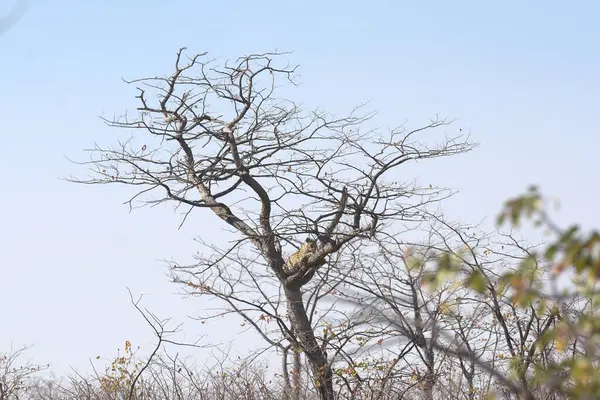 Vahşi Majestic Predator 'daki Leopar Afrika Hayvanı. Bu ikonik büyük kedinin güzelliğini, zarafetini ve ham gücünü yakalayan çarpıcı leopar fotoğraflarının bir derlemesi. Vahşi yaşam meraklıları ve hayvan severler için mükemmel..