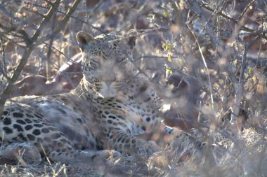 Vahşi savanadaki leopar - Afrika Hayvanı
