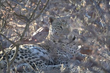 Vahşi savanadaki leopar - Afrika Hayvanı