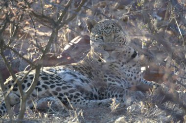 Vahşi savanadaki leopar - Afrika Hayvanı