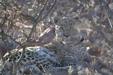 Vahşi savanadaki leopar - Afrika Hayvanı