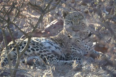 Vahşi savanadaki leopar - Afrika Hayvanı