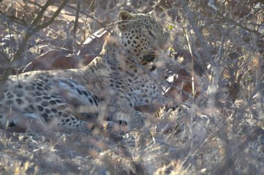 Vahşi savanadaki leopar - Afrika Hayvanı