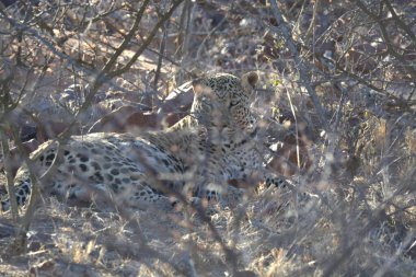 Vahşi savanadaki leopar - Afrika Hayvanı