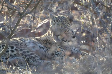 Vahşi savanadaki leopar - Afrika Hayvanı