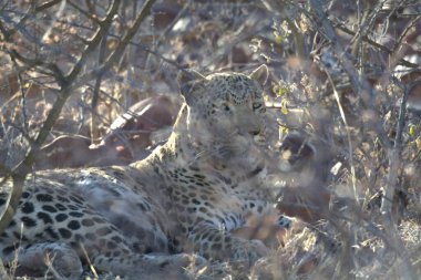 Vahşi savanadaki leopar - Afrika Hayvanı