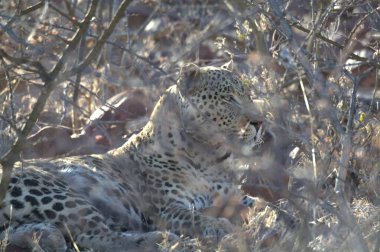 Vahşi savanadaki leopar - Afrika Hayvanı
