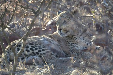 Vahşi savanadaki leopar - Afrika Hayvanı