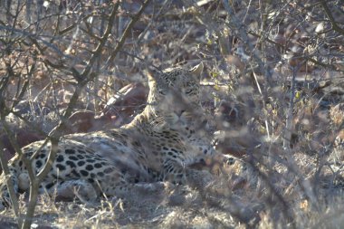 Vahşi savanadaki leopar - Afrika Hayvanı