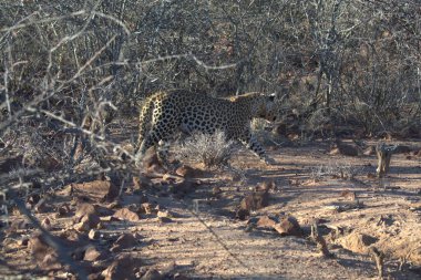 Vahşi savanadaki leopar - Afrika Hayvanı
