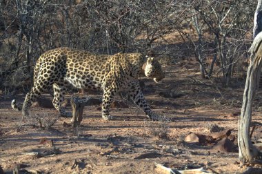 Vahşi savanadaki leopar - Afrika Hayvanı