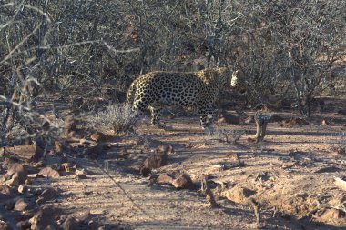 Vahşi savanadaki leopar - Afrika Hayvanı