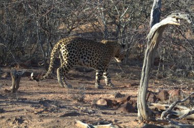 Vahşi savanadaki leopar - Afrika Hayvanı