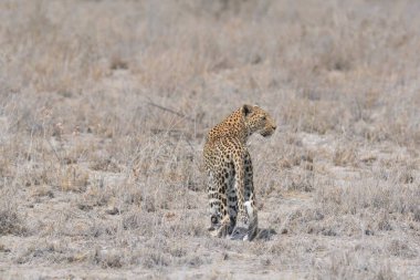 Vahşi savanadaki leopar - Afrika Hayvanı